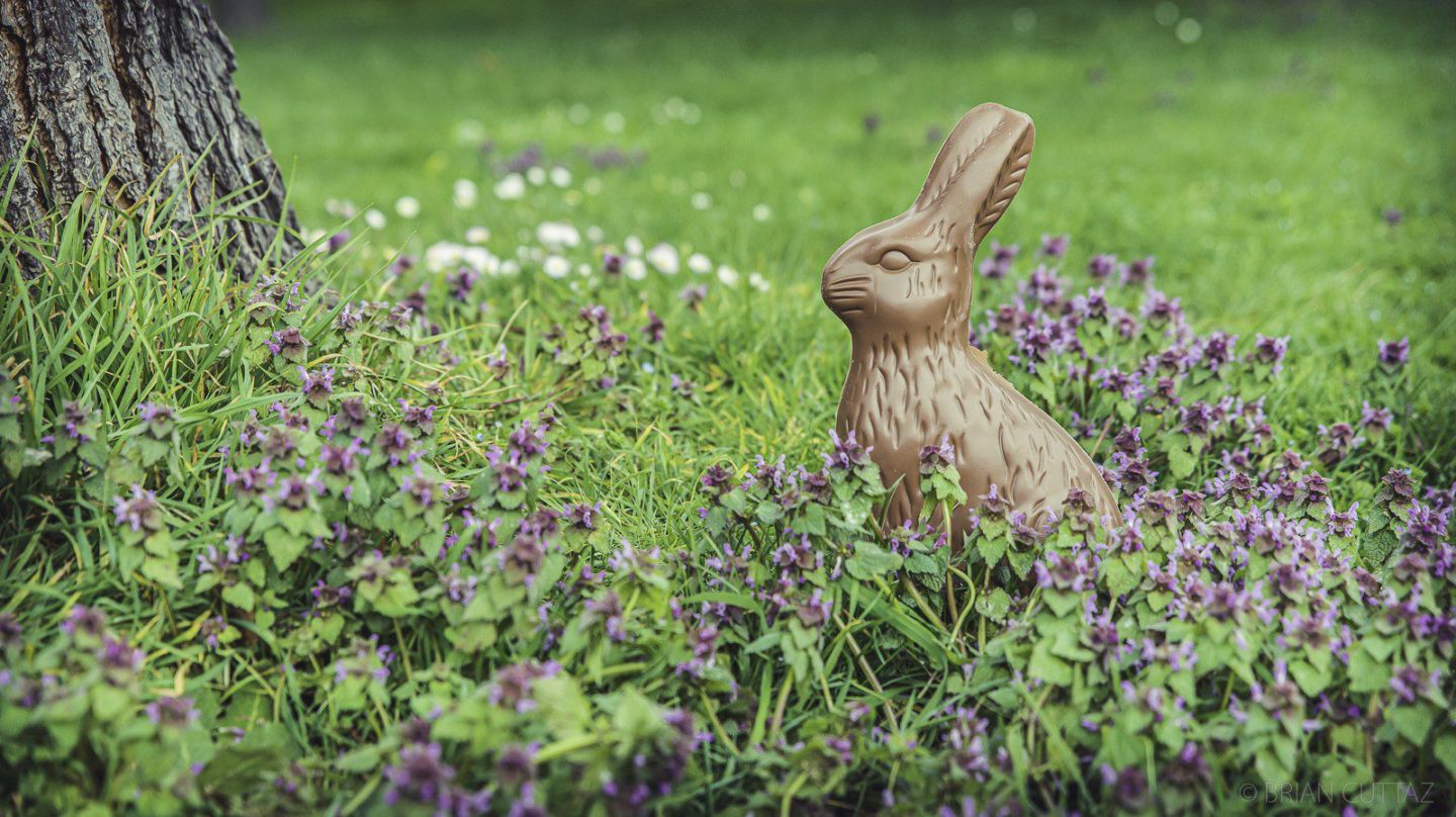 lapin de Pâques en chocolat